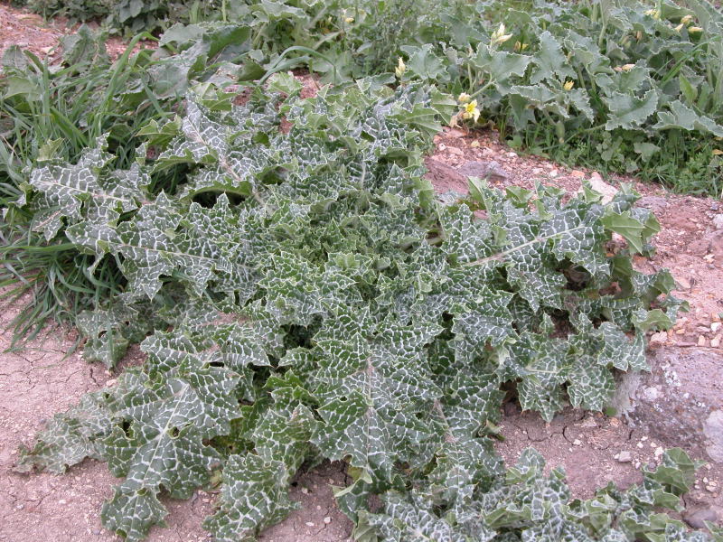 Silybum marianum